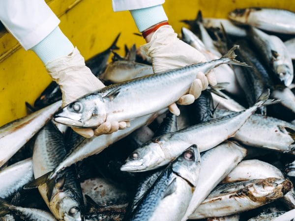 fish at a seafood factory insurance for seafood processors